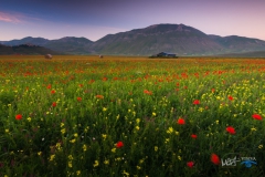 0673-castelluccio-Fiorita-070716