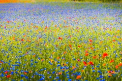 0849-castelluccio-Fiorita-080716