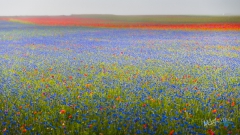 0852-castelluccio-Fiorita-080716