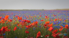 0880-castelluccio-Fiorita-080716