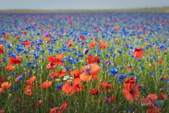 0882-castelluccio-Modifica-Fiorita-080716