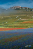 0914-castelluccio-Fiorita-080716