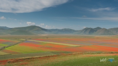 0941-castelluccio-Fiorita-080716