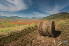 0945-castelluccio-Fiorita-080716